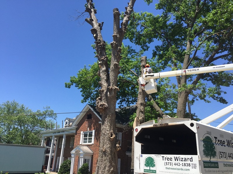 Tree Service